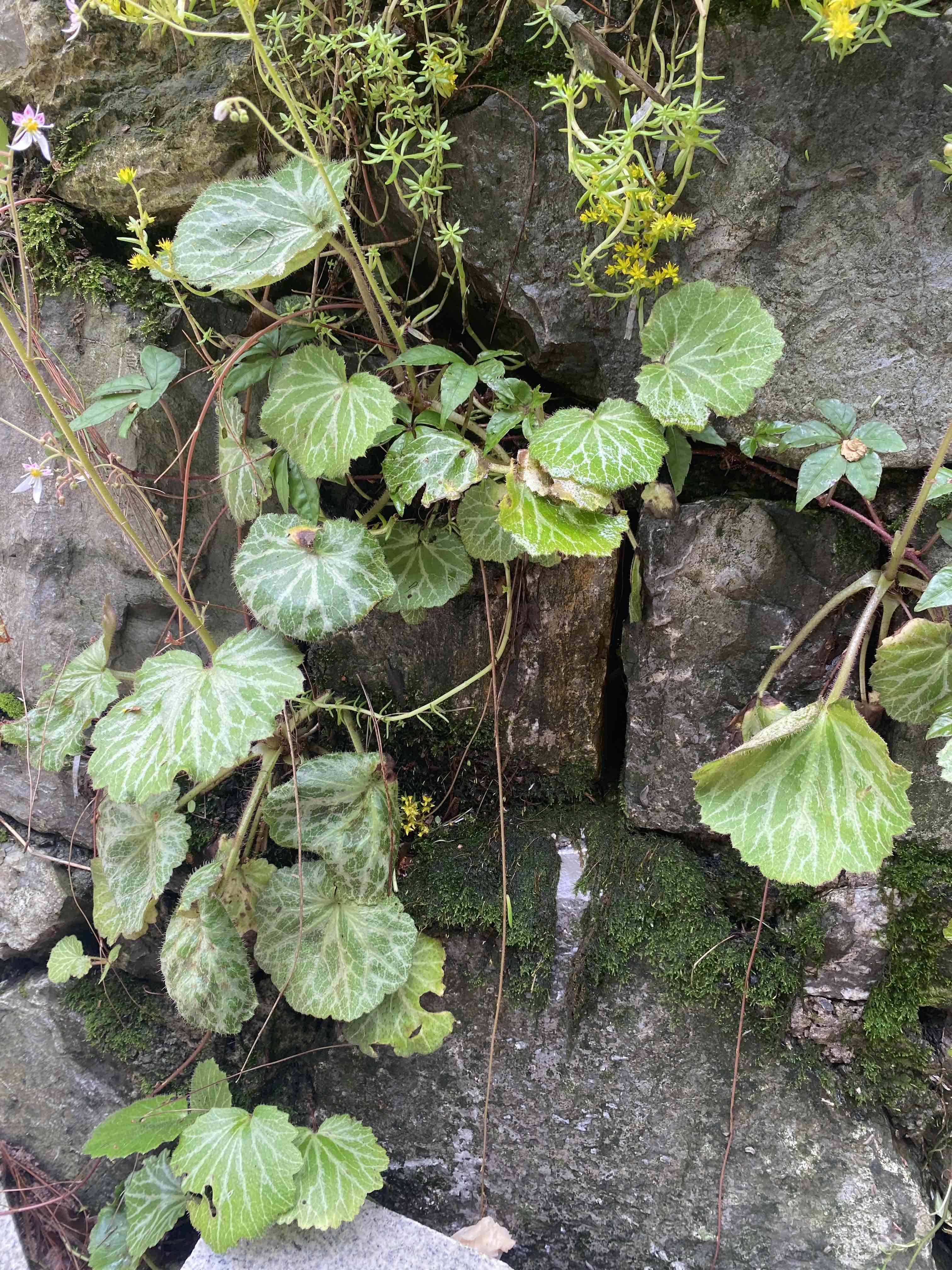 虎耳草治荨麻疹怎么用图片